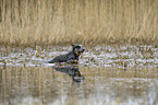 Australian Cattle Dog in the water