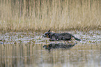 Australian Cattle Dog in the water