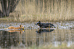 Australian Cattle Dogs in the water