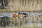 Australian Cattle Dogs in the water