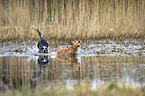 Australian Cattle Dogs in the water