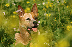 Australian Cattle Dog portrait