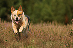 running Australian Cattle Dog