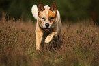 running Australian Cattle Dog