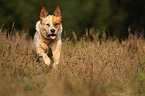 running Australian Cattle Dog