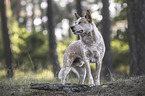 Australian Cattle Dog