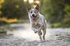 running Australian Cattle Dog