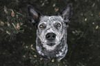 Australian Cattle Dog Portrait