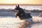 running Australian Cattle Dog