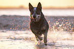 running Australian Cattle Dog