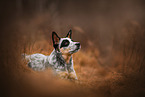 Australian Cattle Dog in autumn