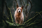 Australian Cattle Dog in autumn