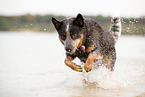 Australian Cattle Dog in the water