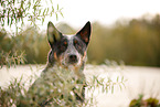 Australian Cattle Dog at lakeside