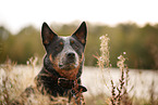 Australian Cattle Dog at lakeside