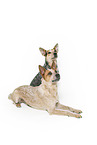 Australian Cattle Dogs