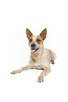 lying Australian Cattle Dog