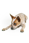 lying Australian Cattle Dog