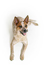 lying Australian Cattle Dog