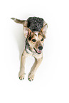 lying Australian Cattle Dog