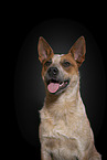 Australian Cattle Dog Portrait