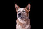 Australian Cattle Dog Portrait