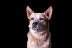 Australian Cattle Dog Portrait