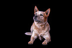 lying Australian Cattle Dog