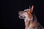 Australian Cattle Dog Portrait