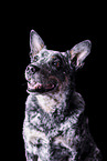 Australian Cattle Dog Portrait