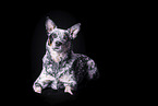 lying Australian Cattle Dog