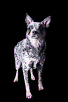 standing Australian Cattle Dog