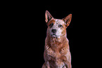 Australian Cattle Dog Portrait