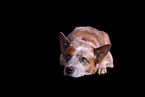 lying Australian Cattle Dog