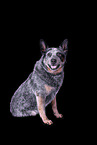 sitting Australian Cattle Dog