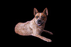 lying Australian Cattle Dog