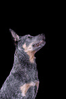 Australian Cattle Dog Portrait