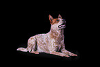 lying Australian Cattle Dog