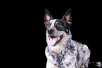 Australian Cattle Dog Portrait