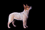 standing Australian Cattle Dog