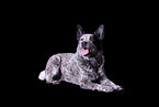 lying Australian Cattle Dog