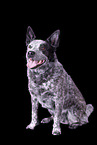 sitting Australian Cattle Dog