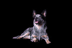 lying Australian Cattle Dog