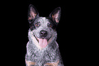 Australian Cattle Dog Portrait