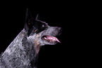 Australian Cattle Dog Portrait