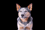 Australian Cattle Dog Portrait