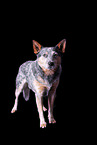 standing Australian Cattle Dog