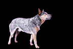 standing Australian Cattle Dog