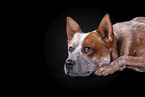 lying Australian Cattle Dog