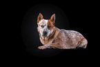 lying Australian Cattle Dog